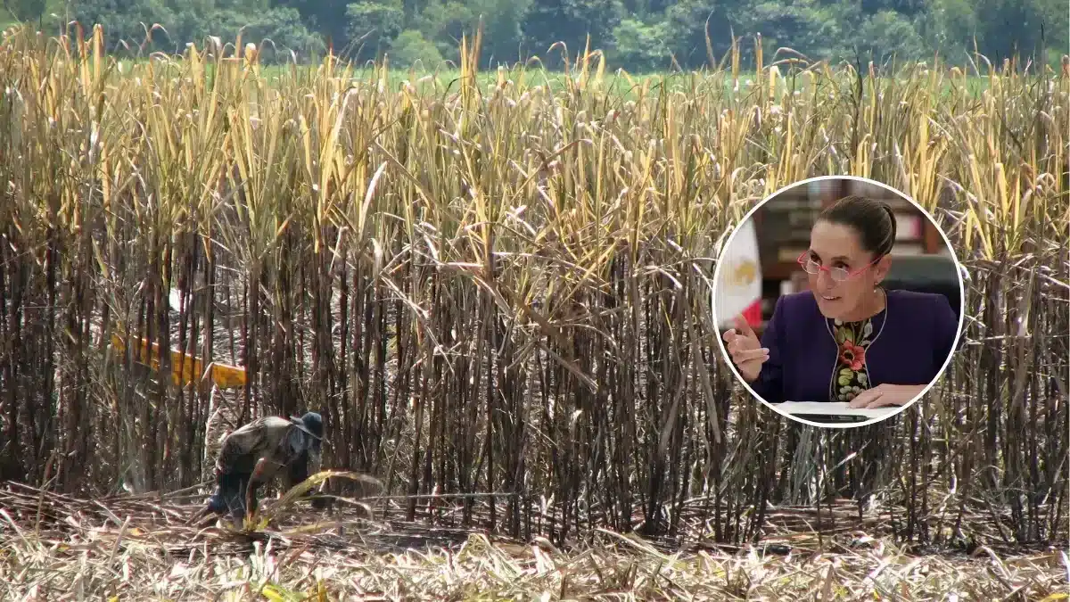 El arancel al azúcar, una medida inteligente