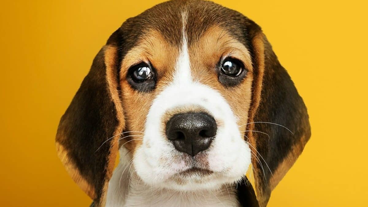 rescate perrito linea 2 metro cdmx