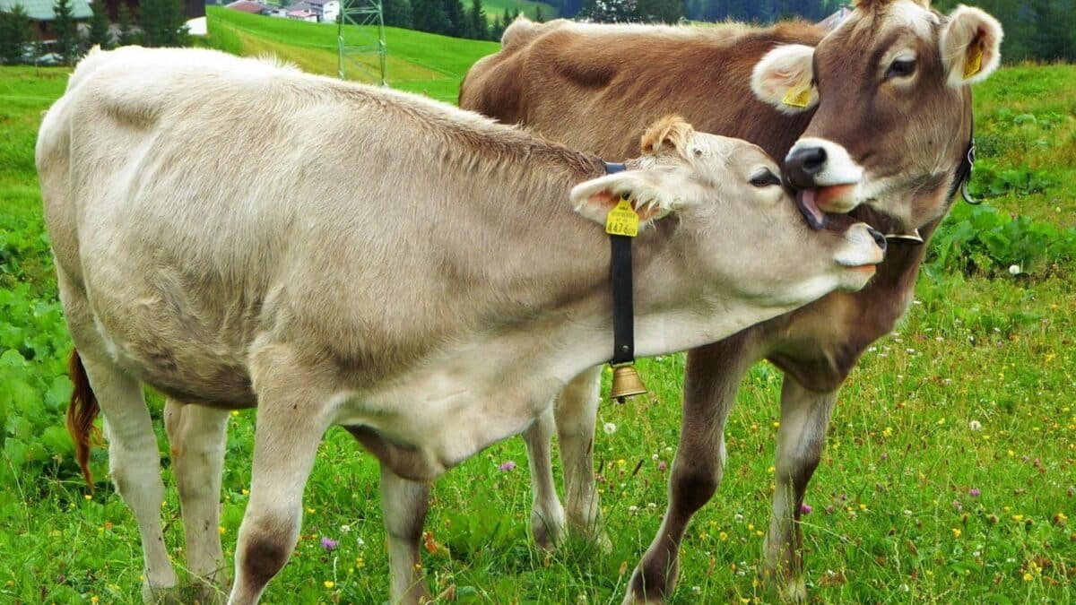 ganado vacuno pastando