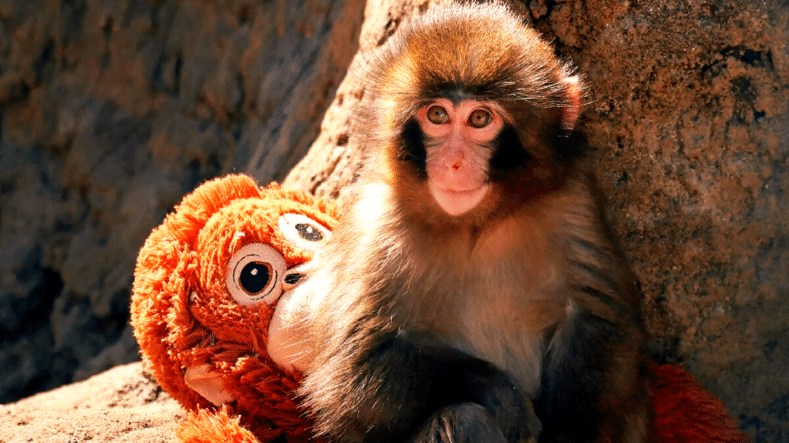 Punch, macaco japonés