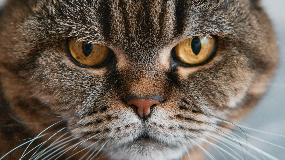 Día Internacional del Gato: 7 cosas sencillas que puedes hacer hoy por tu michi