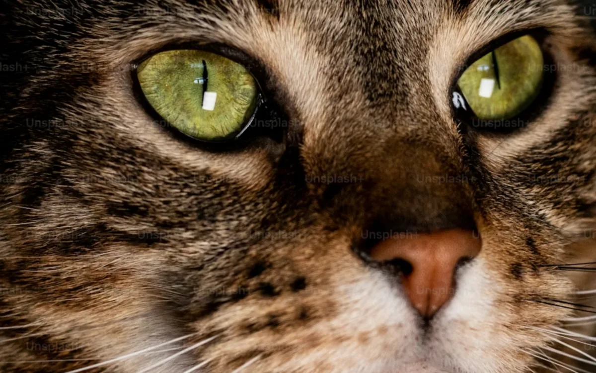 Primer plano extremo de los intensos ojos verdes y la nariz rosada de un gato atigrado, destacando su mirada profunda y felina para conmemorar el Día internacional del gato.