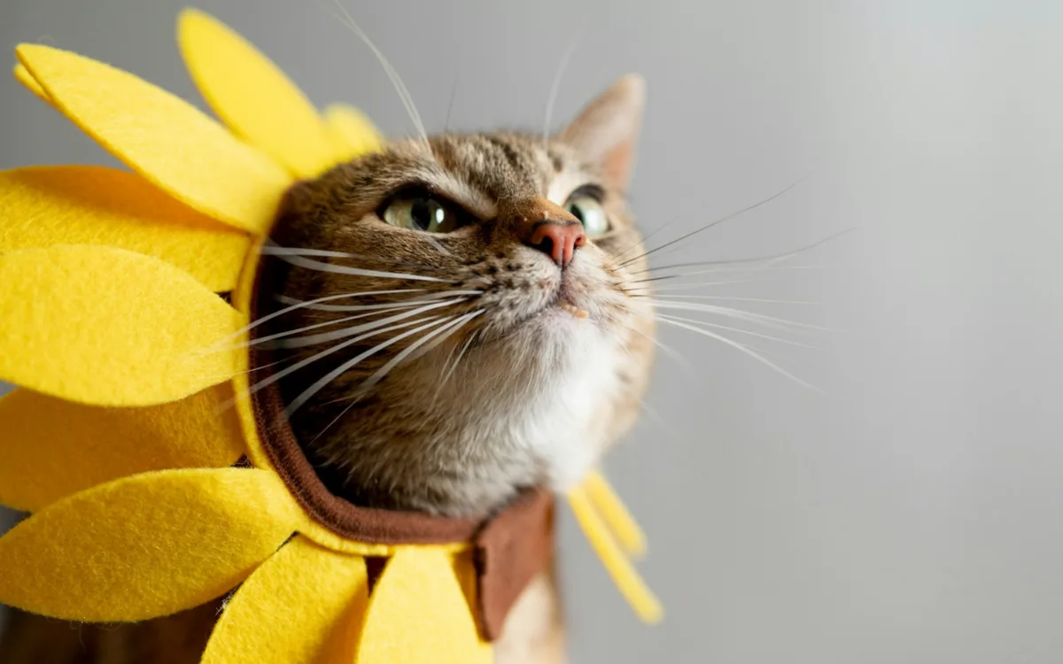 Primer plano de un gato atigrado con un divertido collar en forma de girasol amarillo, mirando hacia arriba con expresión curiosa para celebrar el Día internacional del gato.