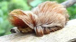 La oruga peluche, también conocida como "gato lanudo", es una larva que se ve exactamente como un pequeño mechón de pelo suave, esponjoso y ovalado.